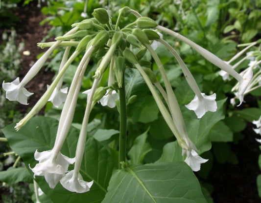 Woodland Tobacco Plant white