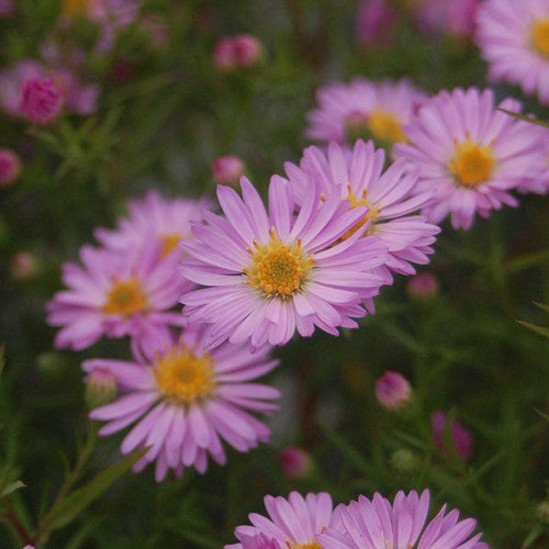 Aster Pink