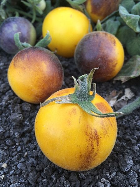 Wooly Kate Yellow tomato