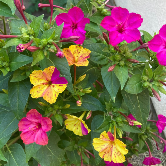 Four O'Clocks (Mirabilis jalapa)