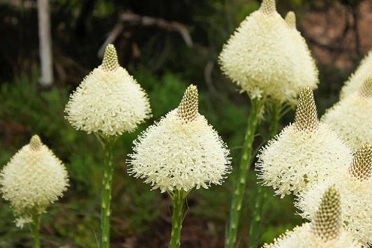 Xerophyllum Tenax ( Bear Grass )