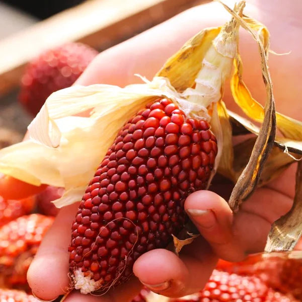 Strawberry Corn