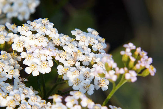 Yarrow 'Summer White'