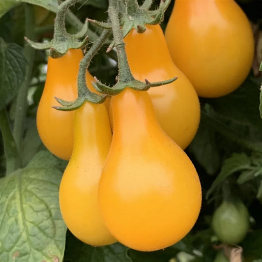 Yellow Bulb Tomato
