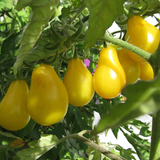 Yellow Pear Tomato