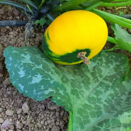 Alaca Stuffed Ball Pumpkin