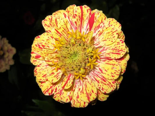 Zinnia Dahlia 'Candy Stripe'