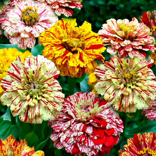 Zinnia Dahlia 'Peppermint stick' mix