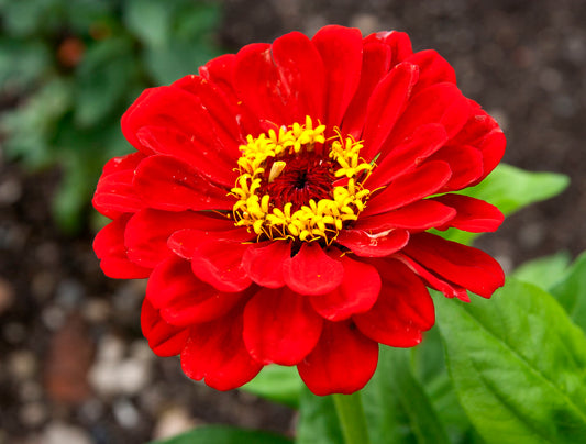 Zinnia Dahliaflowered Red 'Will Rogers'