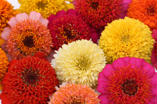 Zinnia Scabiosa flowered mix