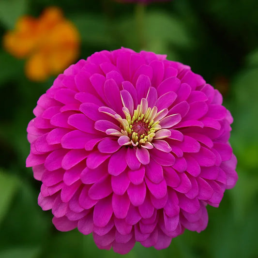 Zinnia 'Meteor Radish Purple'