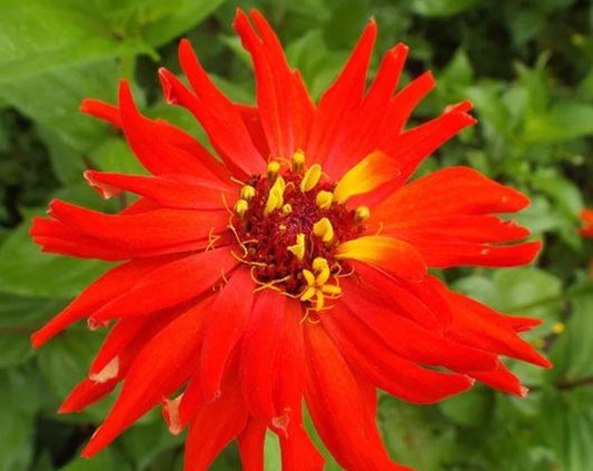 Zinnia 'Super Cactus Redman'