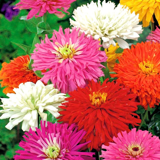 Zinnia 'Super cactus' mix