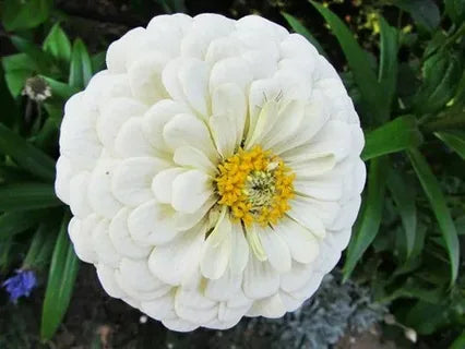 Zinnia Dahlia Polar Bear
