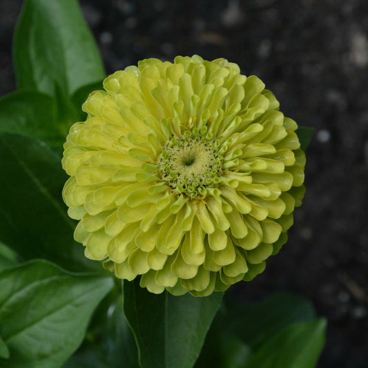 Zinnia dahlia 'Envy' lime