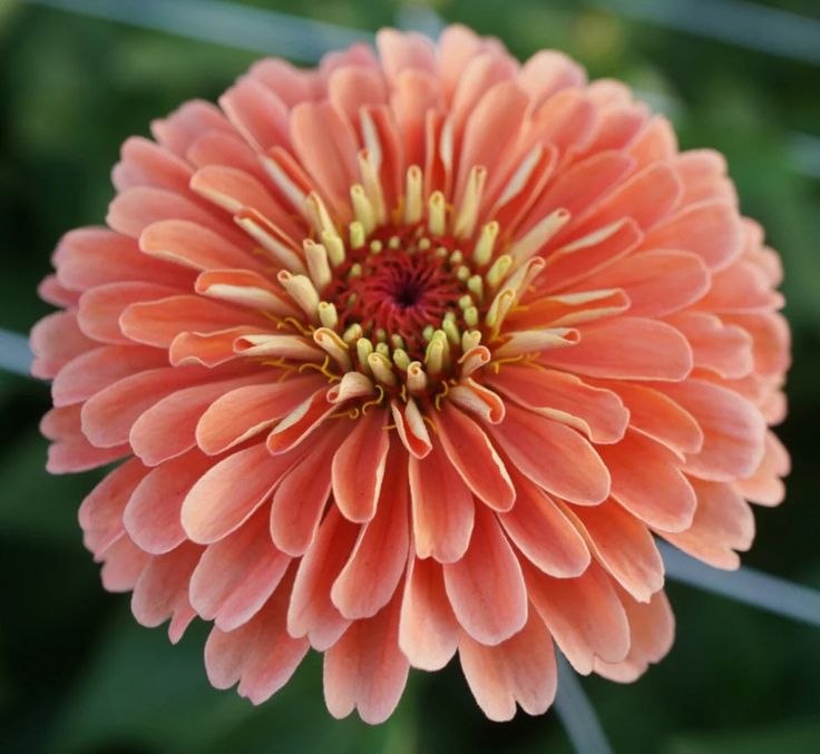 Zinnia Dahlia-Flowered “Salmon Queen”