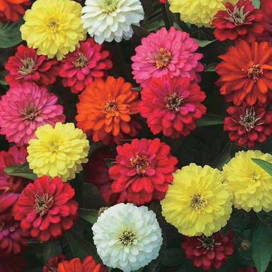 Zinnia Dwarf Lilliput “Button Box Mix”