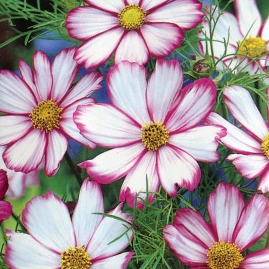 Garden Cosmos - Picotee