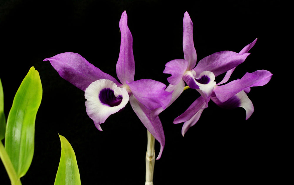 Dendrobium lituiflorum orchid