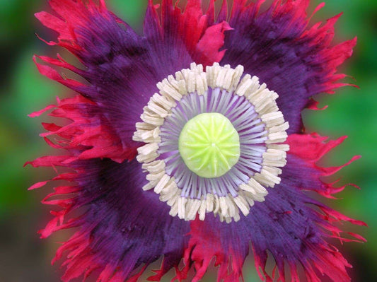 Poppy Peony - Drama Queen