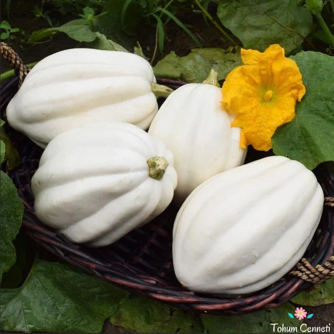 Mashed Potato Squash