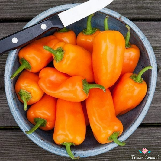 Orange Picnic Pepper