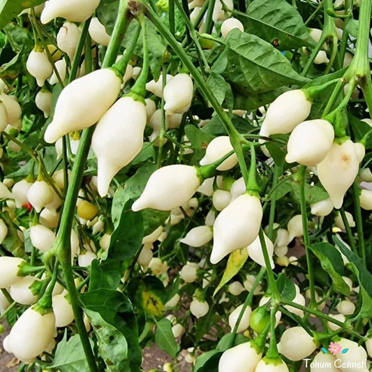 White Biquinho Pepper