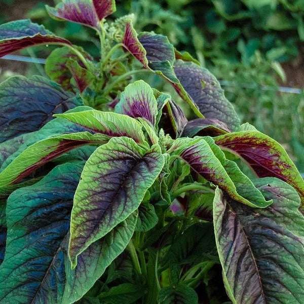 Chinese Spinach Red Calaloo