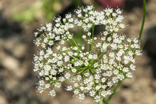 Anise