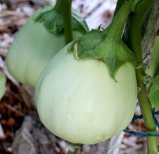 Ao Daimaru Zucchini