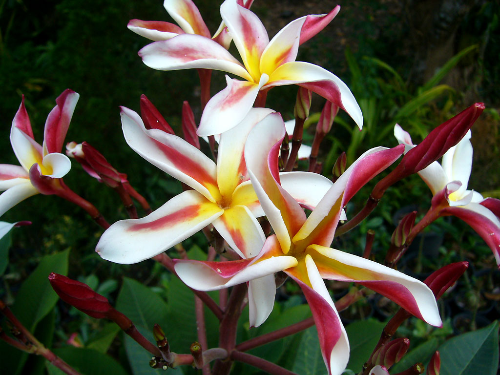 Plumeria rubra "Madame Poni"