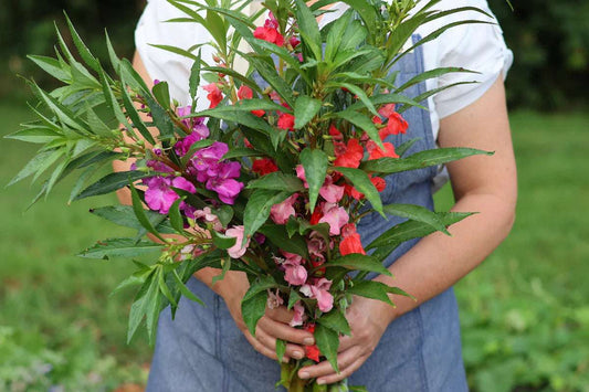 Colorful Dwarf Garden Balsam flowers held by a person in a garden.