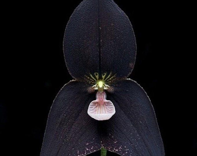 Orchid Monkey Face Black