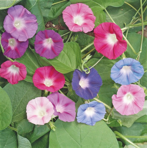 Ipomoea Mix