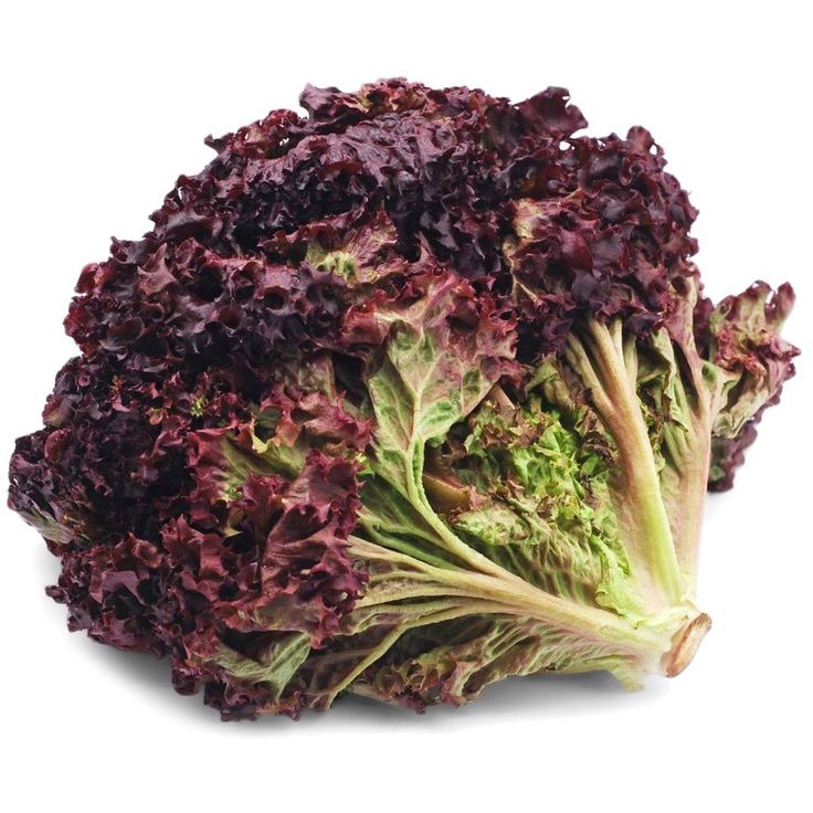 Lollo Rosso Red Lettuce