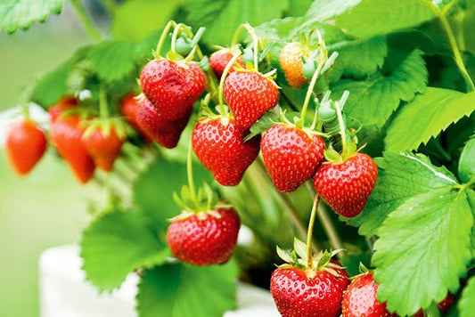 Sevenveren Strawberry