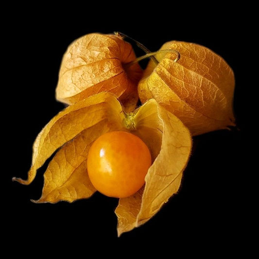 Cape Gooseberry