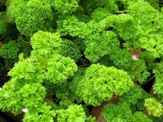 Dwarf Parsley 'Moss curled 2'