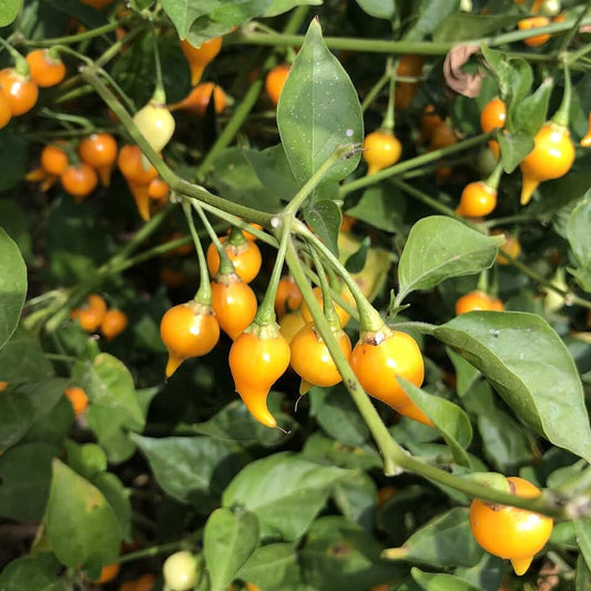 Yellow Cherry Pepper