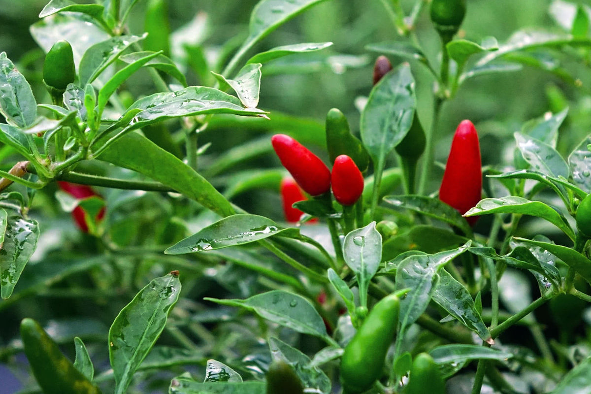 Bitter Bird Eye Pepper