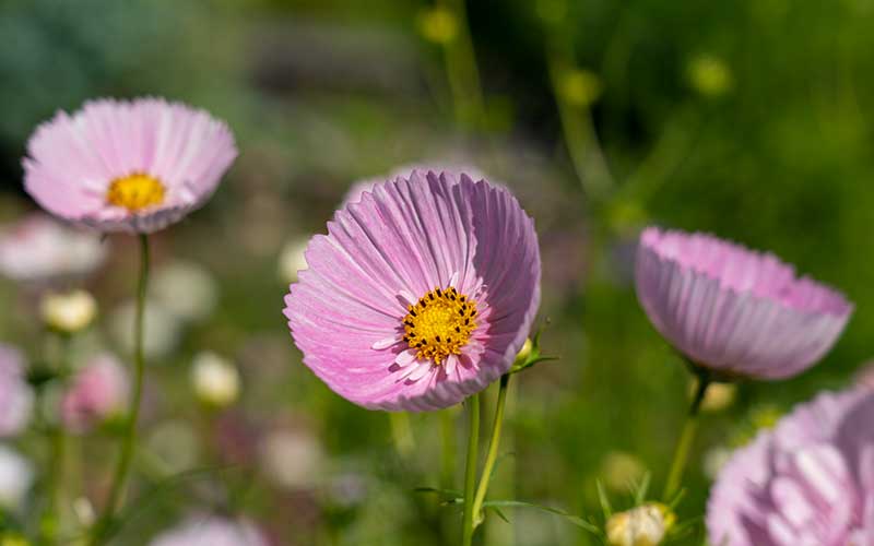 Cupcakes Blush Cosmos