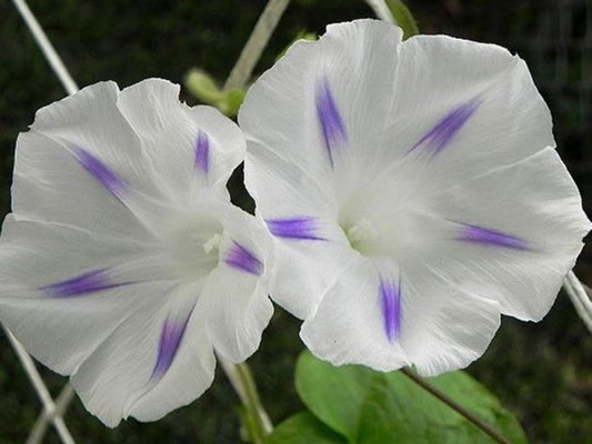 Morning Glory 'Milky Way' - Ipomoea tricolor