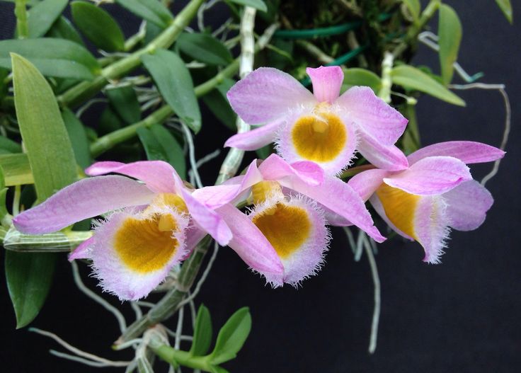Dendrobium gratiosissimum orchid