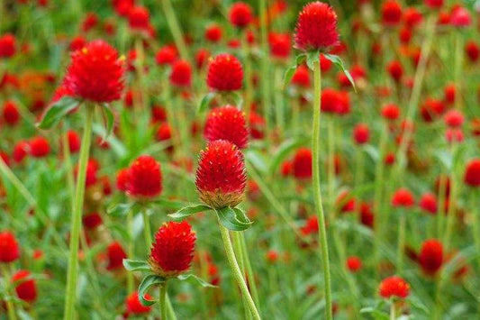 Globe Amaranth 'Strawberry Fields' red