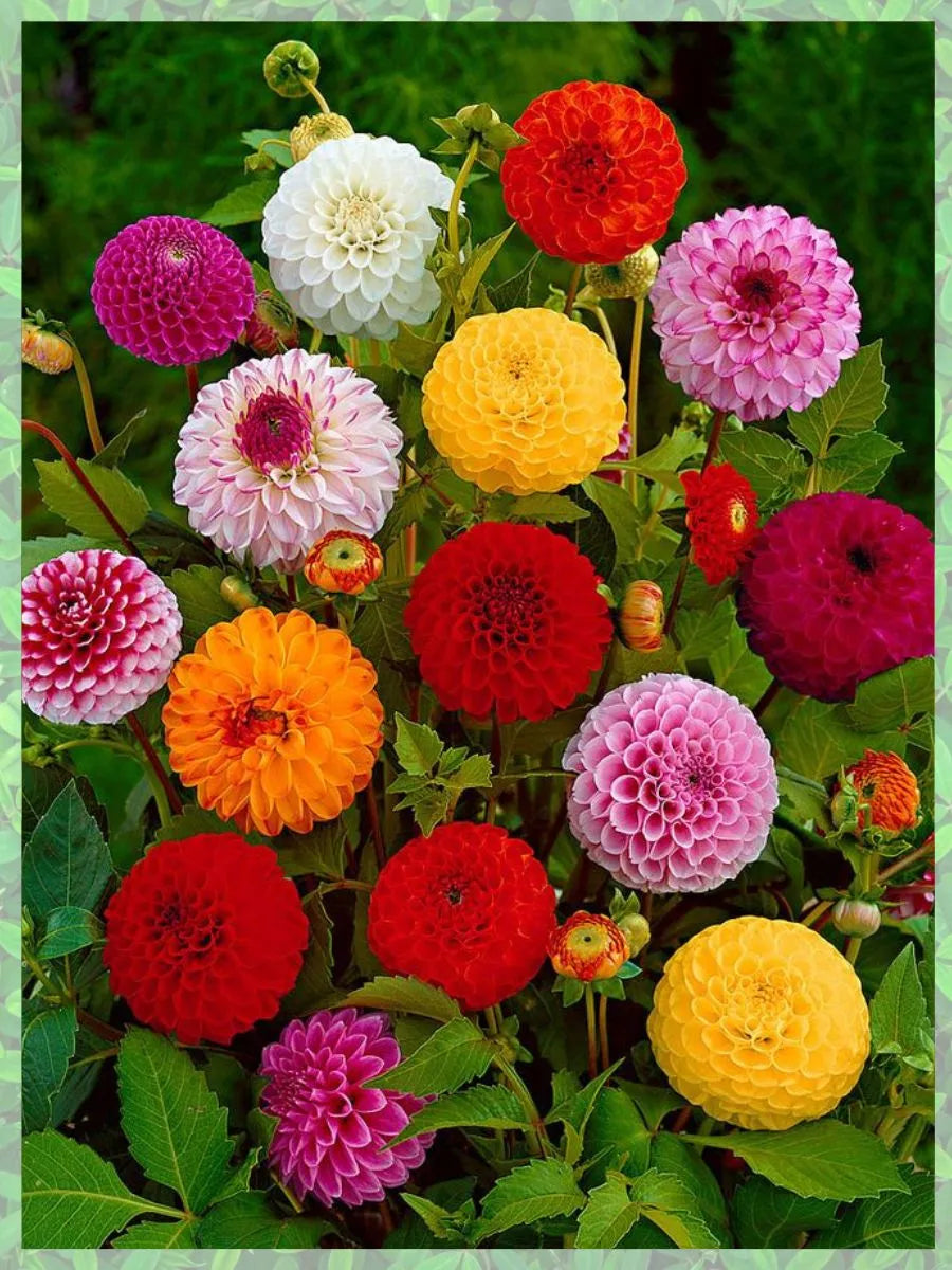 Dahlia pinnata pompon double mix