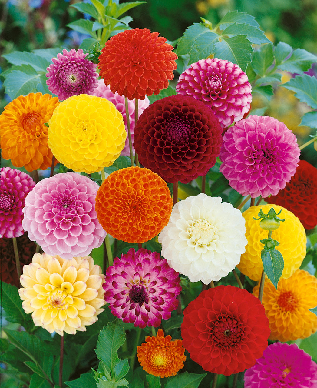 Dahlia variabilis showpiece double mix