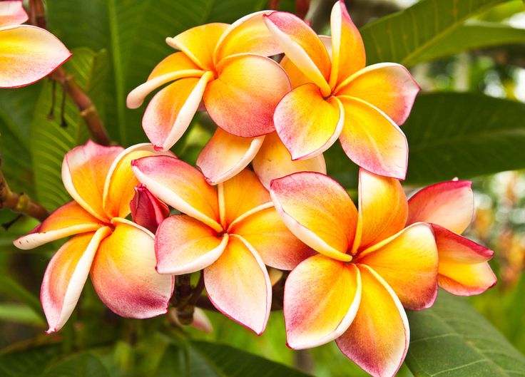 Plumeria rubra "Tawan Si Thong"