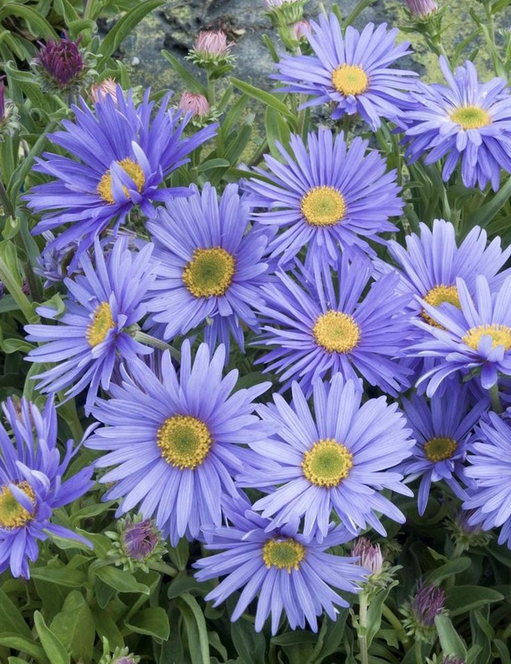 Aster amellus ‘Goliath'