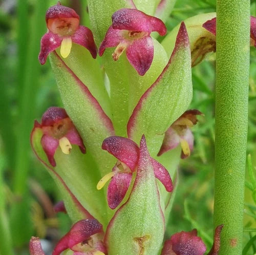 Disa bracteata