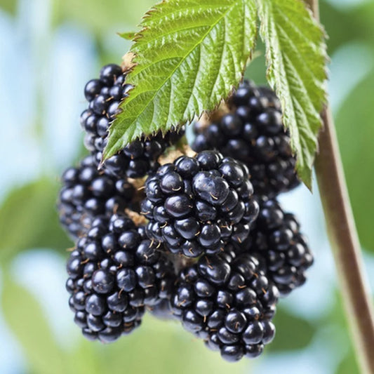 Blackberries